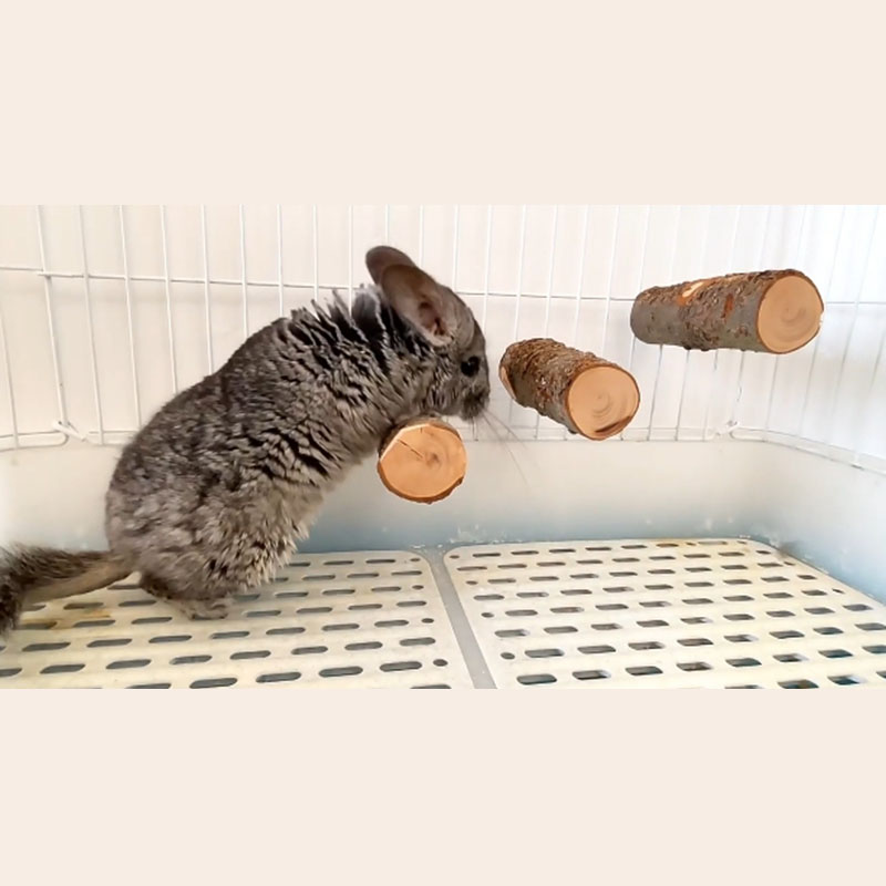 Pet Hamster Toy Natural Apple  – Woodworking Rabbet recenzja i cena