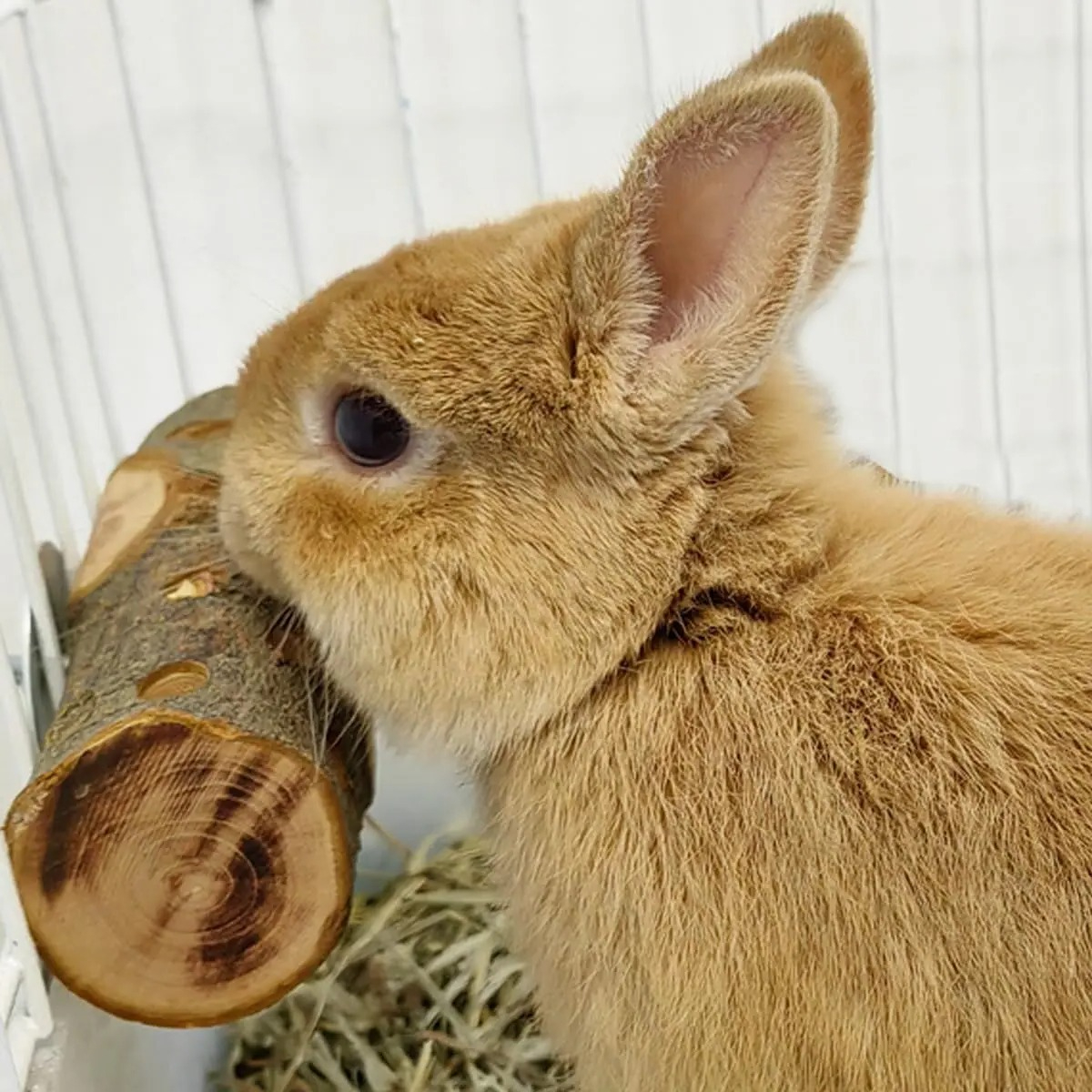 Small Animal Chew Toy Natural  – Woodworking Rabbet recenzja i cena